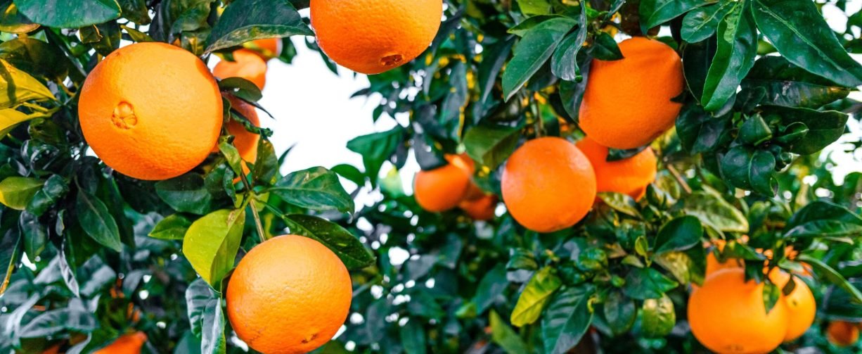 ripe-oranges-on-a-citrus-tree-in-a-mediterranean-o-2024-10-18-08-57-43-utc-min